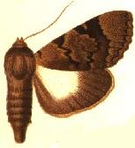 Audea endophaea female.JPG