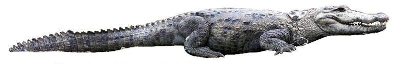File:Mugger crocodile white background.jpg
