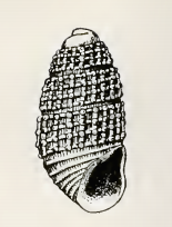 Odostomia inconspicua 001.png