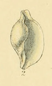 File:Ovula patula (Sowerby).jpg