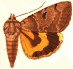 Catocala nuptialis.JPG