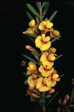 Eutaxia cuneata.jpg