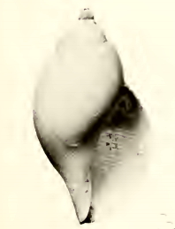 Lusitanops blanchardi 001.jpg