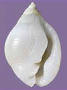 Ringiculopsis foveolata shell.png