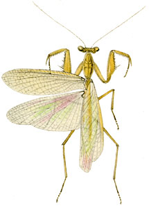 Tropidomantis tenera.jpg