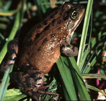 USFWSOregonSpottedFrogPhoto.jpg