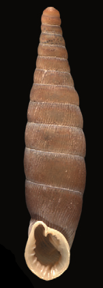 Bulgarica denticulata shell.png