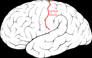 Central sulcus diagram.png