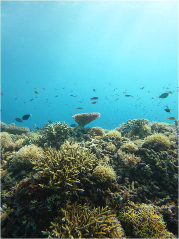 File:Coral reef in Tubbataha Natural Park.jpg