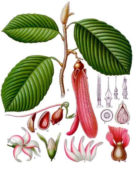 File:Dipterocarpus retusus - Köhler–s Medizinal-Pflanzen-054.jpg