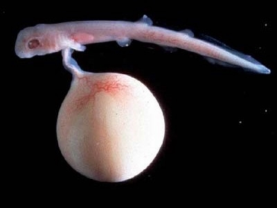 File:Scyliorhinus retifer embryo.JPG