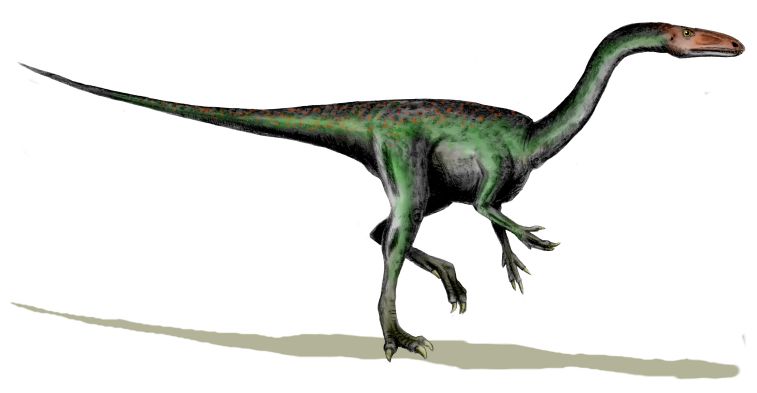 File:Segisaurus.jpg