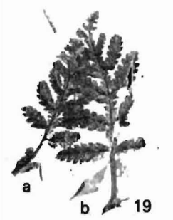 Stonebergia columbiana holotype UWBM 54110A.png
