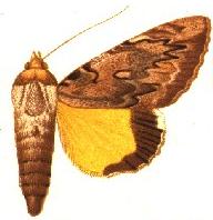 Ulothrichopus dinava.JPG