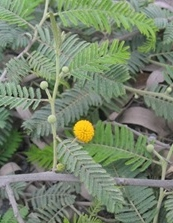 Acacia macracantha.png