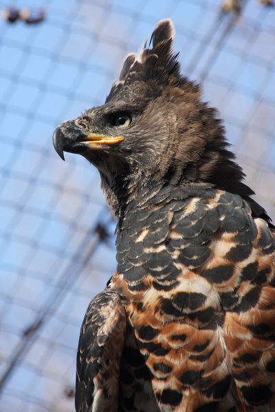 File:African Crowned Eagle 1.JPG