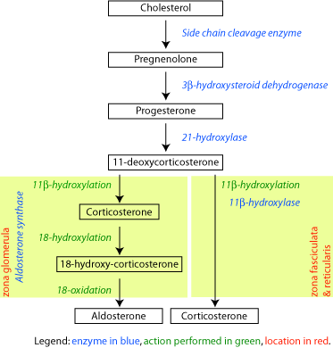 File:Corticosteroid-biosynthetic-pathway-rat.png