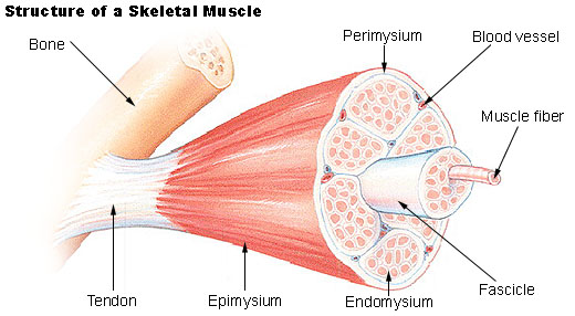 File:Illu muscle structure.jpg