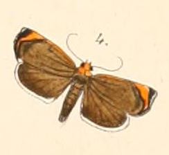 Pl.108-04-Imma flaviceps (Felder & Rogenhofer, 1874).JPG
