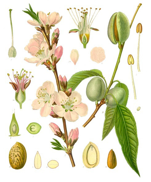 File:Prunus dulcis - Köhler–s Medizinal-Pflanzen-250.jpg