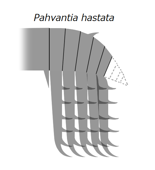 File:20210909 Radiodonta frontal appendage Pahvantia hastata.png