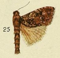 25-Salagena narses Fawcett, 1916.JPG