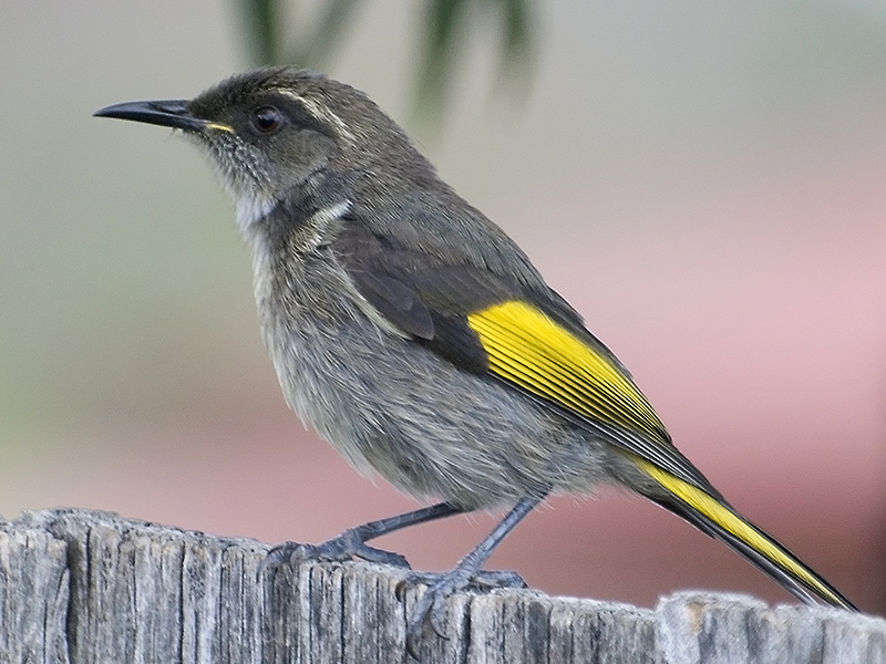File:Male Crescent Honeyeater (cropped).jpg