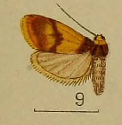 09-Halone flavinigra Hampson 1907.JPG