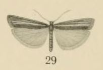 Aurevilius, 1910. Pl.2-29-Crambus sjoestedti=Crambus sjostedti.JPG