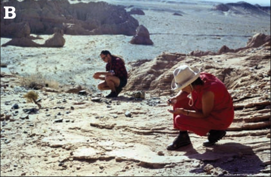 File:Barun Goyot Formation, Khulsan locality, Mongolia.png