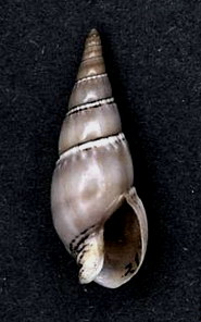 Bullia granulosa 001.jpg