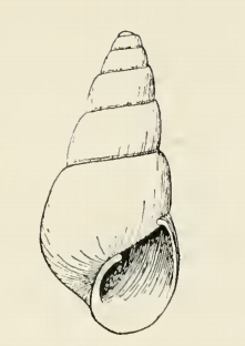 Odostomia deliciosa 001.png