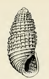 Odostomia loomisi 001.png