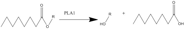 File:Phospholipase a1 mechanism.jpg