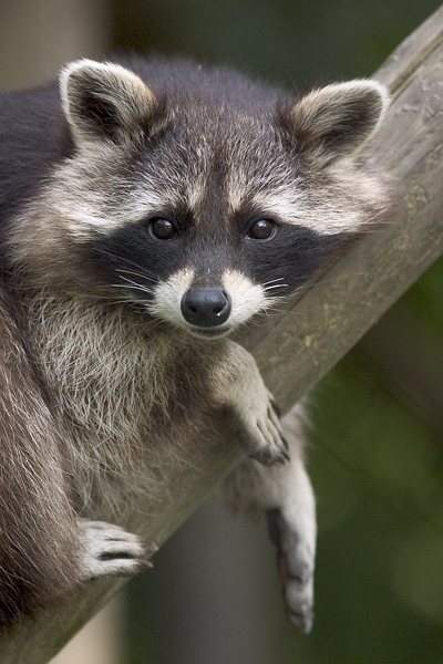 File:Procyon lotor (raccoon).jpg