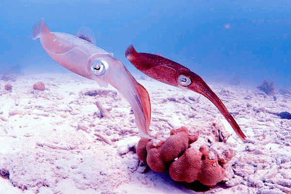 File:Two Caribbean Reef Squid, Bonaire, Dutch Antilles.jpg