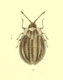 Acalypta nigrina Saunders 1892.jpg