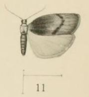 Aurevilius, 1910. Pl.1-11-Lepidilema unipectinata.JPG