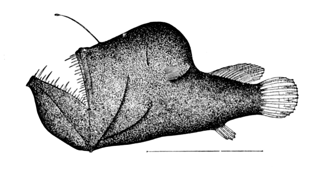 File:Melanocetus johnsonii.jpg