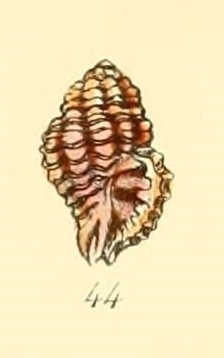 Muricopsis deformis Reeve 1846.png