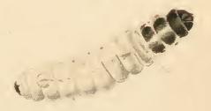 Nemophora minimella larva.JPG