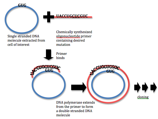 File:Site Directed Mutagenesis.png