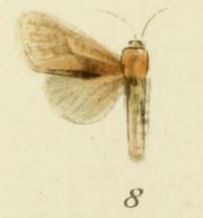 08-Holcoceroides ferrugineotincta Strand, 1913.JPG