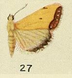 27-Phytometra pentheus (Fawcett, 1916).JPG