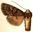 Andropolia extincta.JPG