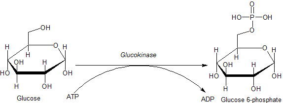 Action of glucokinase on glucose