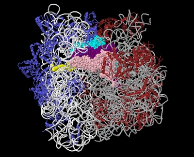 File:Jmol screenshot thermus ribosome 1jgo and 1giy.jpg