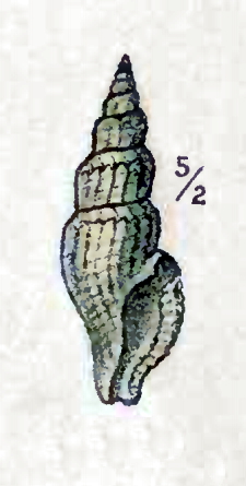 Kurtziella dorvilliae 001.jpg