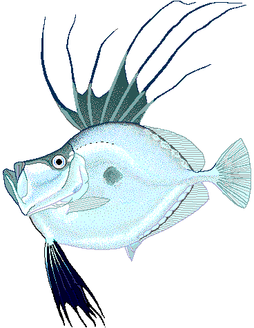 File:Mirror dory.png