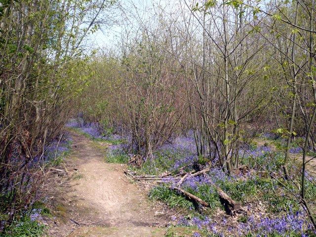 File:Bysing Wood is full of bluebells at the beginning of May - geograph.org.uk - 786661.jpg